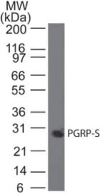 Western Blot: PGLYRP1/PGRP-S Antibody (188C424)BSA Free [NB100-56719]
