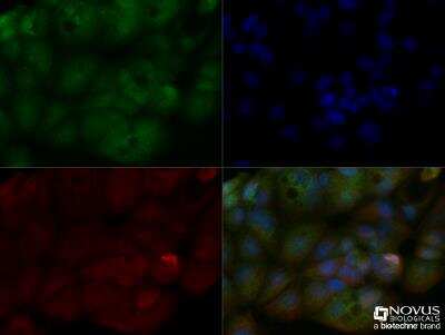 Immunocytochemistry/ Immunofluorescence: PGLYRP2/PGRP-L Antibody [NBP2-49690]
