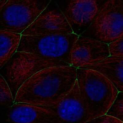 Immunocytochemistry/ Immunofluorescence: PGLYRP2/PGRP-L Antibody [NBP2-57939]