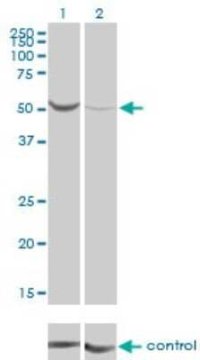 Western Blot: PGM1 Antibody (3B8-H4) [H00005236-M01]