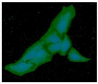 Immunocytochemistry/ Immunofluorescence: PGM1 Antibody (84G2) - BSA Free [NBP2-59454]