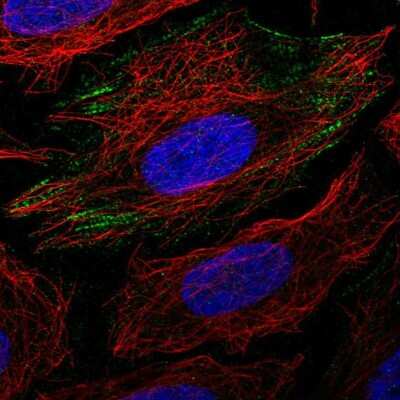 Immunocytochemistry/ Immunofluorescence: PGM1 Antibody [NBP1-85982]