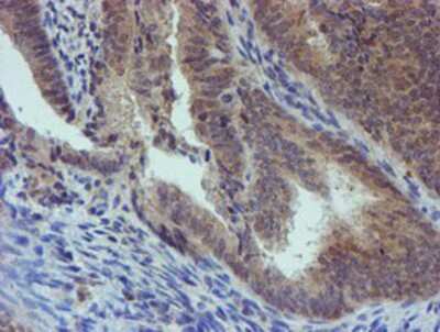 Immunohistochemistry-Paraffin: PGM3 Antibody (OTI1A11) [NBP2-03734]