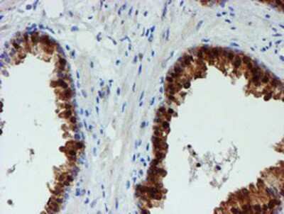 Immunohistochemistry-Paraffin: PGM3 Antibody (OTI1A11) [NBP2-03734]