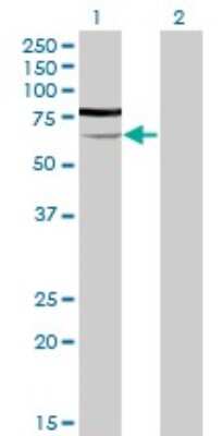 Western Blot: PGM3 Antibody (1E2-1B12) [H00005238-M01]