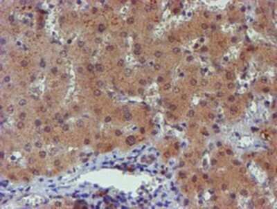 Immunohistochemistry: PGM3 Antibody (OTI1A11) - Azide and BSA Free [NBP2-73362]