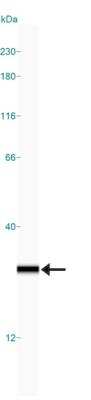Simple Western: UCH-L1/PGP9.5 Antibody (BH7) [NB110-58869]