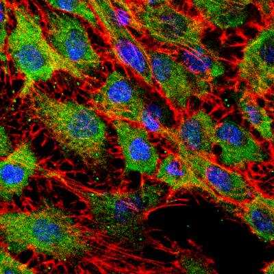 Immunocytochemistry/ Immunofluorescence: UCH-L1/PGP9.5 Antibody [NB300-675]