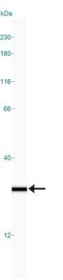 Simple Western: UCH-L1/PGP9.5 Antibody [NB110-58874]