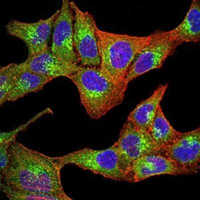 Immunocytochemistry/ Immunofluorescence: PGRMC1 Antibody (7G11G8) - BSA Free [NBP2-61779]