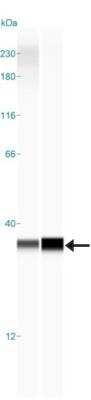 Simple Western: PGRMC1 Antibody [NBP1-83220]