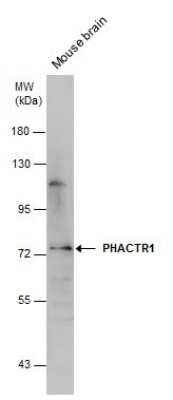 Western Blot: PHACTR1 Antibody [NBP3-12997]