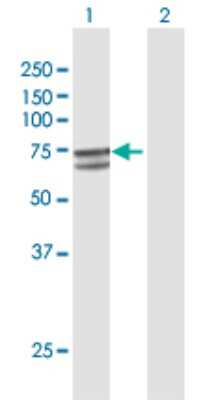 Western Blot: PHD4/HIF Prolyl Hydroxylase 4 Antibody [H00054681-D01P]