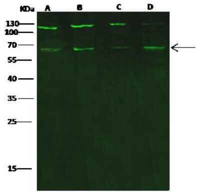 Western Blot: PHF1 Antibody [NBP2-98955]