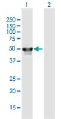 Western Blot: PHF10 Antibody [H00055274-B01P]