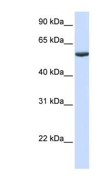 Western Blot: PHF10 Antibody [NBP1-52879]