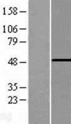 Western Blot: PHF10 Overexpression Lysate [NBP2-06821]