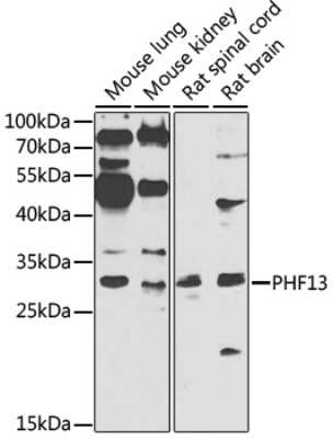 Western Blot: PHF13 AntibodyBSA Free [NBP2-94427]