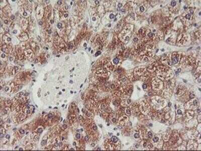 Immunohistochemistry-Paraffin: PHF21B Antibody (OTI3D1) [NBP2-00960]