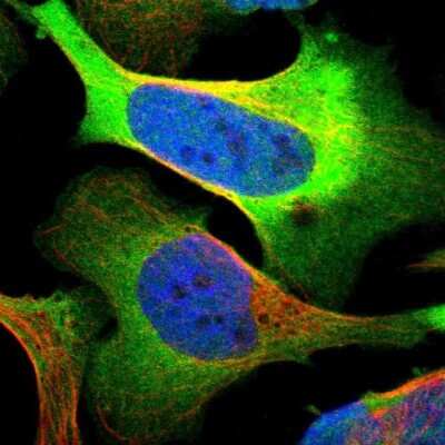 Immunocytochemistry/ Immunofluorescence: PHGDH Antibody [NBP1-87311]