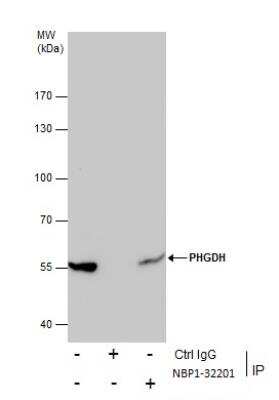 Immunoprecipitation: PHGDH Antibody [NBP1-32201]