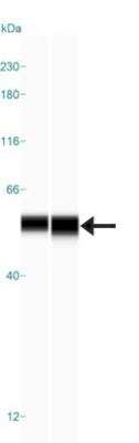 Simple Western: PHGDH Antibody [NBP1-87311]