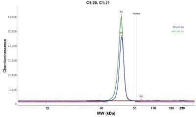 Simple Western: PHGDH Antibody [NBP1-87311]