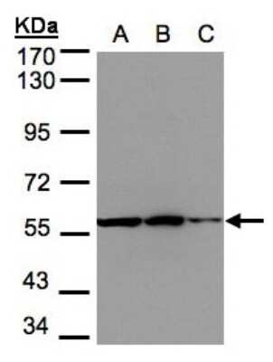 Western Blot: PHGDH Antibody [NBP1-32201]