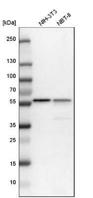 Western Blot: PHGDH Antibody [NBP1-87311]