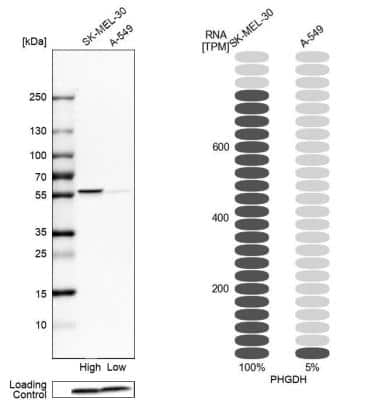 Western Blot: PHGDH Antibody [NBP1-87311]