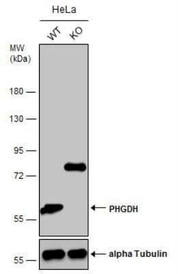 Knockout Validated: PHGDH Antibody [NBP2-19801]