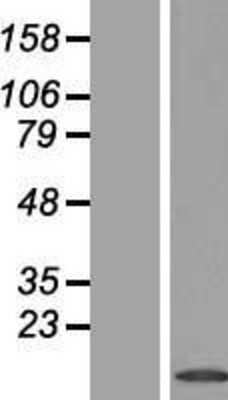 Western Blot: PHLDA3 Overexpression Lysate [NBL1-14369]