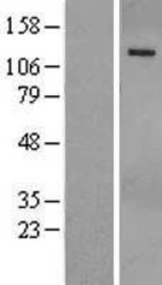 Western Blot: PHLPP Overexpression Lysate [NBL1-14370]