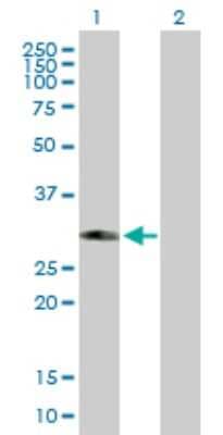 Western Blot: PHYHD1 Antibody [H00254295-B01P]