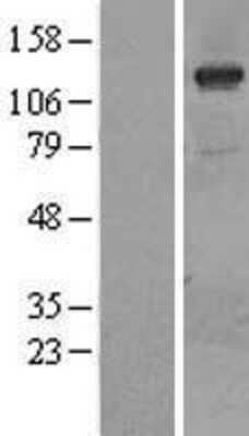 Western Blot: PI 3-Kinase p110 gamma Overexpression Lysate [NBL1-14418]