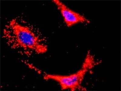 Proximity Ligation Assay: PI 3-Kinase p110 beta/PIK3CB Antibody (4H2) [H00005291-M01]
