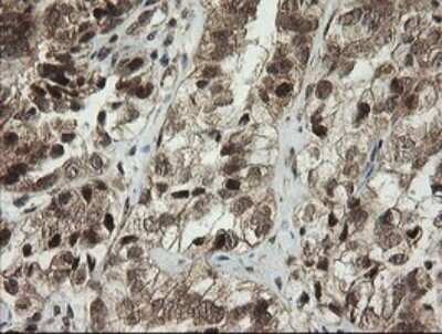 Immunohistochemistry: PI 3-Kinase p110 gamma Antibody (OTI2B1) [NBP2-46411]