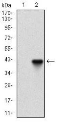 Western Blot: PI 3-Kinase p110 gamma Antibody (4B5D2)BSA Free [NBP2-52531]