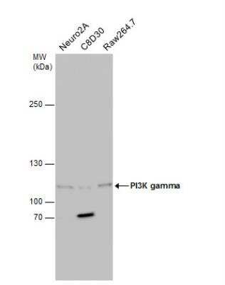 Western Blot: PI 3-Kinase p110 gamma Antibody [NBP2-15071]