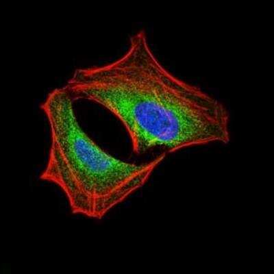 Immunocytochemistry/ Immunofluorescence: PI 3-Kinase p85 alpha Antibody (6G10) - BSA Free [NBP2-22212]