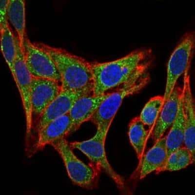 Immunocytochemistry/ Immunofluorescence: PI 3-Kinase p85 alpha Antibody (6G10) - BSA Free [NBP2-22212]