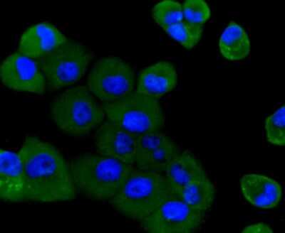 Immunocytochemistry/ Immunofluorescence: PI 3-Kinase p85 alpha Antibody (A3-D0) [NBP2-67058]