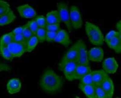 Immunocytochemistry/ Immunofluorescence: PI 3-Kinase p85 alpha Antibody (A3-D0) [NBP2-67058]