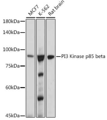 Western Blot: PI 3-Kinase p85 beta Antibody (6E2F5) [NBP3-16493]