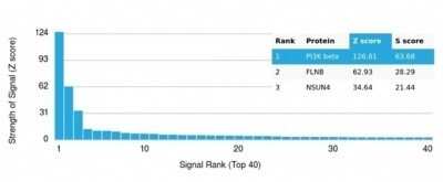 Protein Array: PI 3-Kinase p85 beta Antibody (PIK3R2/292) [NBP3-13735]
