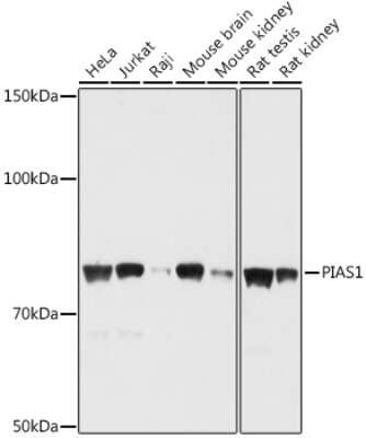 Western Blot: PIAS1 AntibodyAzide and BSA Free [NBP2-94558]