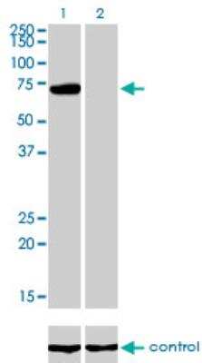 Western Blot: PIAS3 Antibody (4F12) [H00010401-M03]