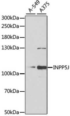 Western Blot: PIB5PA AntibodyBSA Free [NBP2-94054]