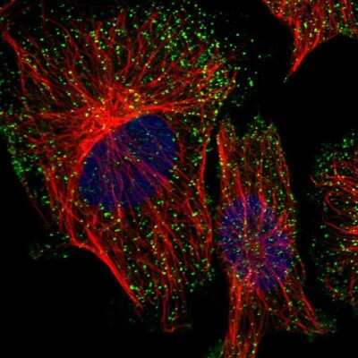 Immunocytochemistry/ Immunofluorescence: PICALM Antibody [NBP1-86659]