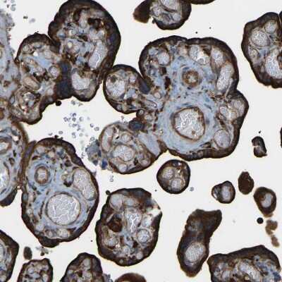 Immunohistochemistry-Paraffin: PICALM Antibody [NBP1-86659]